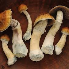 Golden Teachers - 2g